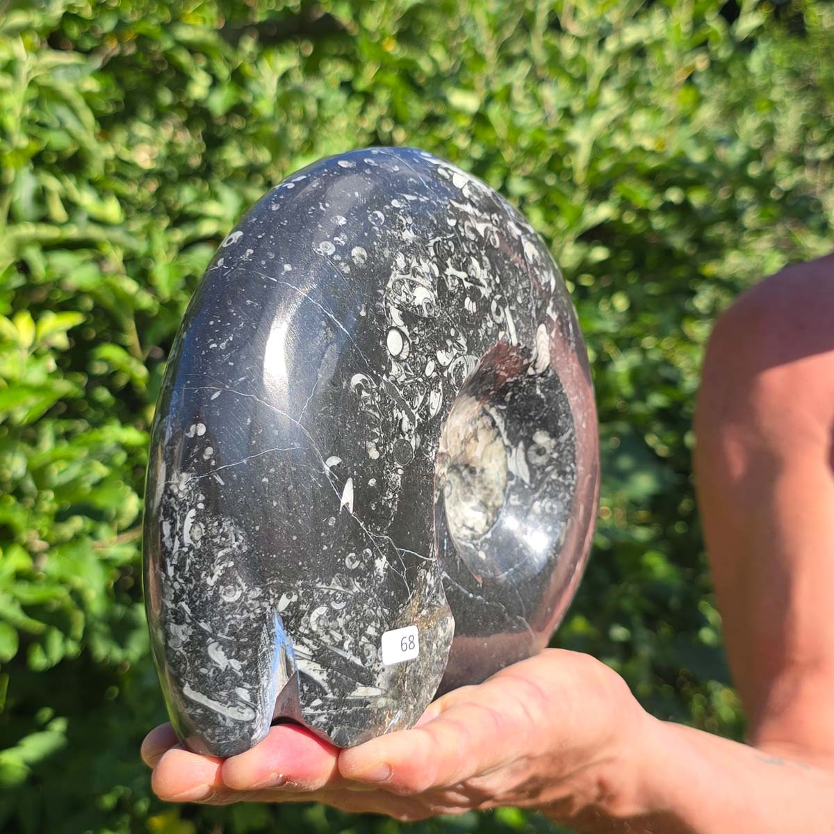 Ammonit - Echtes versteinertes Fossil - 100 Millionen Jahre alt - 20x18 cm - NR. 96