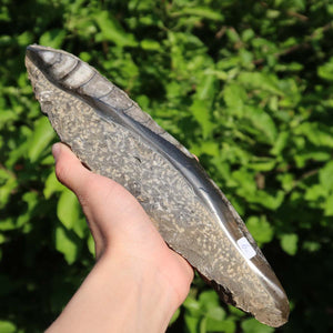 Orthoceras Fossil – 24x9cm geschliffene Platte aus Marokko - Nr. 6