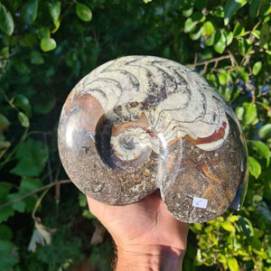 Ammonit - Echtes versteinertes Fossil - 100 Millionen Jahre alt - 20x16 cm - NR. 45