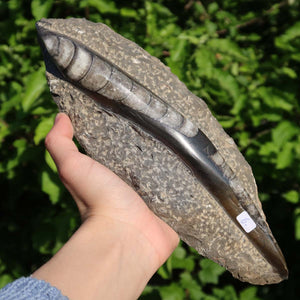 Orthoceras Fossil – 24x9cm geschliffene Platte aus Marokko - Nr. 6