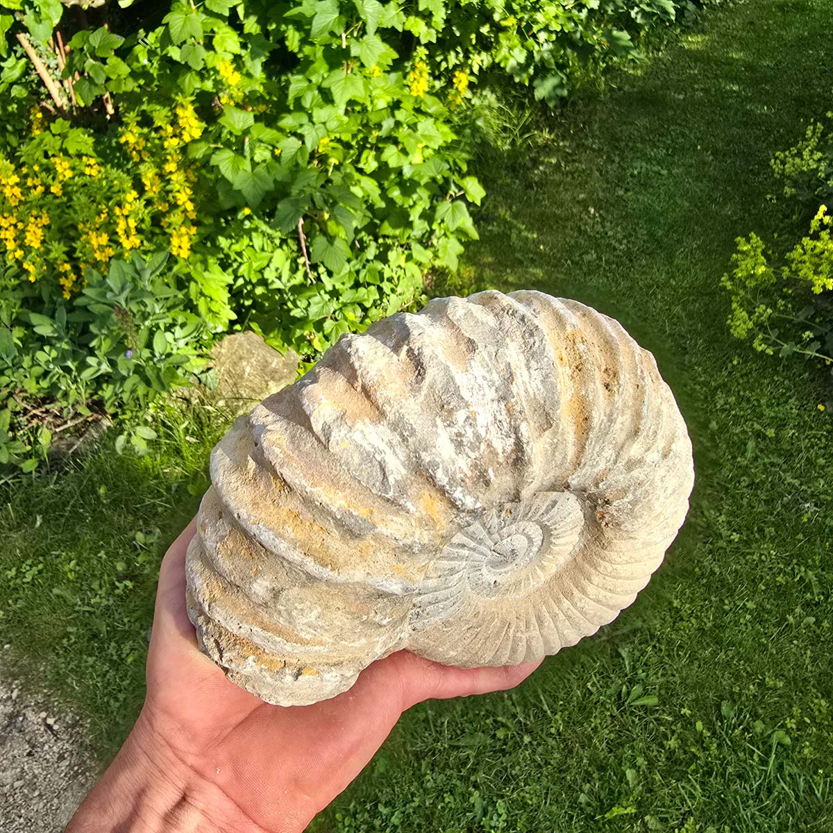 Ammonit - Echtes versteinertes Fossil - 100 Millionen Jahre alt - 19x15x9 cm - NR. 6
