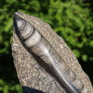 Orthoceras Fossil – 24x9cm geschliffene Platte aus Marokko - Nr. 6
