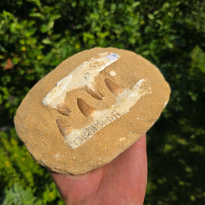 Mosasaurus Kiefer Prognathodon mit originalen Zähnen (Präpariert) – Fossil aus Marokko - 17x12cm - Nr. 70