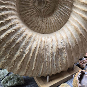 Ammonit - Echtes versteinertes Fossil - 100 Millionen Jahre alt - 57x49x29 cm - NR. 70