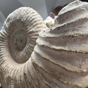 Ammonit - Echtes versteinertes Fossil - 100 Millionen Jahre alt - 57x49x29 cm - NR. 70