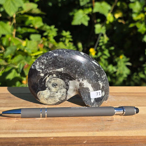 Ammonit - Echtes versteinertes Fossil - 100 Millionen Jahre alt - 10x7 cm - NR. 99