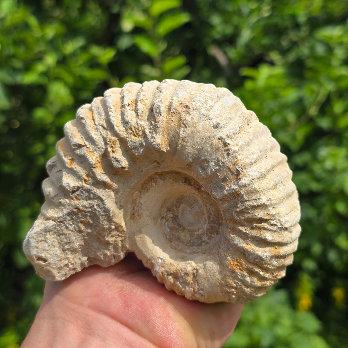 Ammonit - Echtes versteinertes Fossil - 100 Millionen Jahre alt - 11x9x6 cm - NR. 71