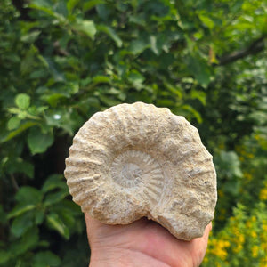Ammonit - Echtes versteinertes Fossil - 100 Millionen Jahre alt - 10x8x5 cm - NR. 72