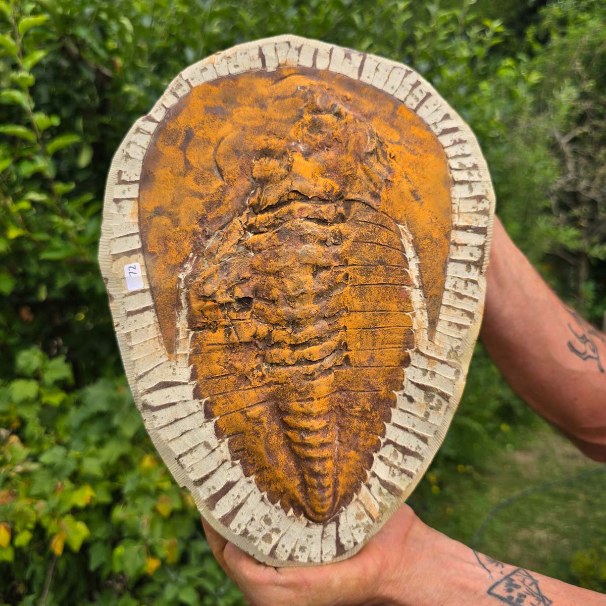 Echter Trilobit Fossil auf Matrix – Naturfund aus Marokko - handpräpariert - 28x21cm - Nr. 72
