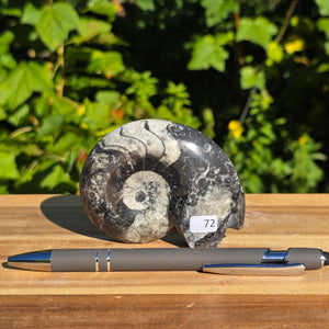 Ammonit - Echtes versteinertes Fossil - 100 Millionen Jahre alt - 8x7 cm - NR. 100