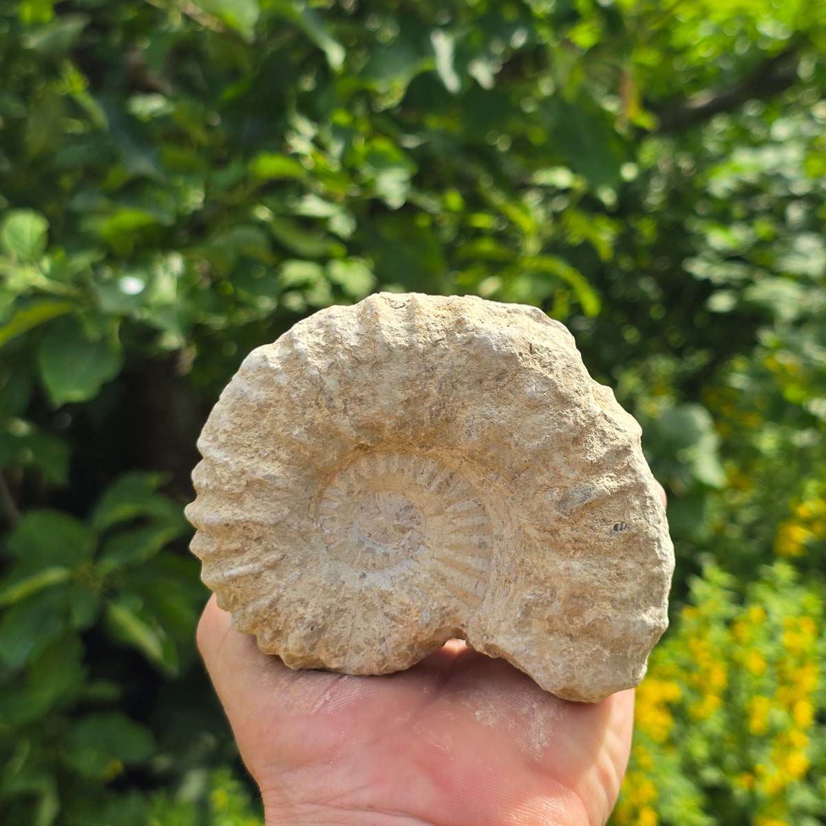 Ammonit - Echtes versteinertes Fossil - 100 Millionen Jahre alt - 10x8x5 cm - NR. 72