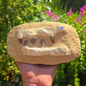 Mosasaurus Kiefer Prognathodon mit originalen Zähnen (Präpariert) – Fossil aus Marokko - 20x12cm - Nr. 72