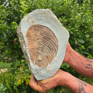 Echter Trilobit Fossil auf Matrix – Naturfund aus Marokko - handpräpariert - 22x16cm - Nr. 73