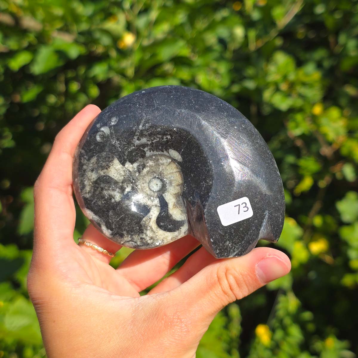 Ammonit - Echtes versteinertes Fossil - 100 Millionen Jahre alt - 9x7 cm - NR. 101