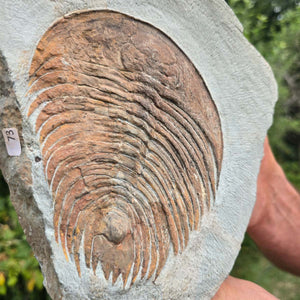 Echter Trilobit Fossil auf Matrix – Naturfund aus Marokko - handpräpariert - 22x16cm - Nr. 73