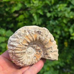 Ammonit - Echtes versteinertes Fossil - 100 Millionen Jahre alt - 11x8x5 cm - NR. 73