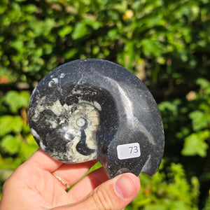 Ammonit - Echtes versteinertes Fossil - 100 Millionen Jahre alt - 9x7 cm - NR. 101