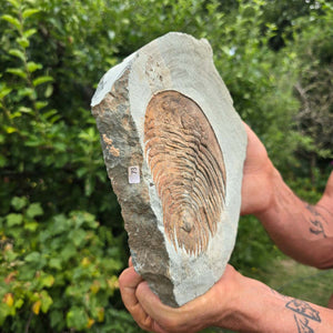 Echter Trilobit Fossil auf Matrix – Naturfund aus Marokko - handpräpariert - 22x16cm - Nr. 73
