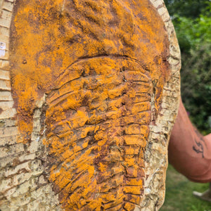 Echter Trilobit Fossil auf Matrix – Naturfund aus Marokko - handpräpariert - 30x21cm - Nr. 74