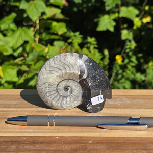 Ammonit - Echtes versteinertes Fossil - 100 Millionen Jahre alt - 8x7 cm - NR. 102