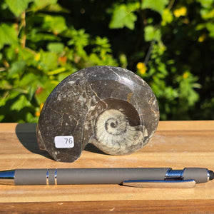 Ammonit - Echtes versteinertes Fossil - 100 Millionen Jahre alt - 9x7 cm - NR. 104