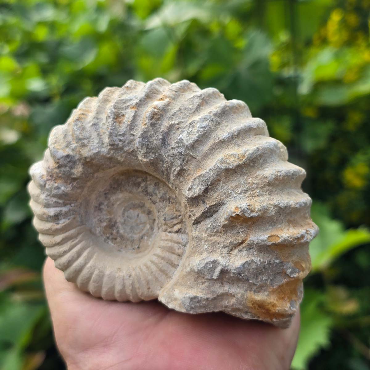 Ammonit - Echtes versteinertes Fossil - 100 Millionen Jahre alt - 12x10x5 cm - NR. 76