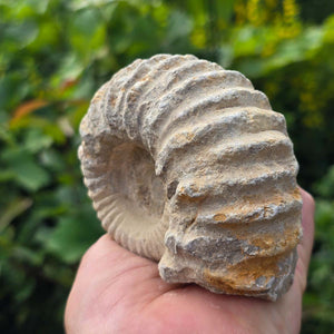 Ammonit - Echtes versteinertes Fossil - 100 Millionen Jahre alt - 12x10x5 cm - NR. 76