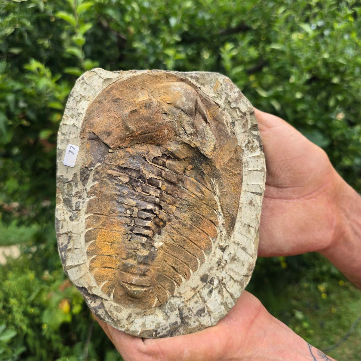 Echter Trilobit Fossil auf Matrix – Naturfund aus Marokko - handpräpariert - 18x14cm - Nr. 77