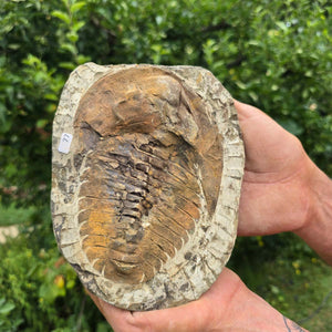 Echter Trilobit Fossil auf Matrix – Naturfund aus Marokko - handpräpariert - 18x14cm - Nr. 77
