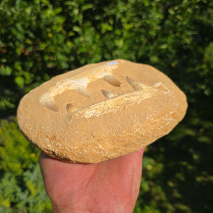 Mosasaurus Kiefer Prognathodon mit originalen Zähnen (Präpariert) – Fossil aus Marokko - 18x14cm - Nr. 77