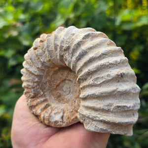 Ammonit - Echtes versteinertes Fossil - 100 Millionen Jahre alt - 12x9x6 cm - NR. 77
