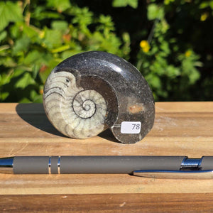 Ammonit - Echtes versteinertes Fossil - 100 Millionen Jahre alt - 8x7 cm - NR. 106