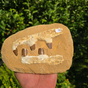 Mosasaurus Kiefer Prognathodon mit originalen Zähnen (Präpariert) – Fossil aus Marokko - 18x13cm - Nr. 78