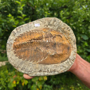 Echter Trilobit Fossil auf Matrix – Naturfund aus Marokko - handpräpariert - 18x15cm - Nr. 78