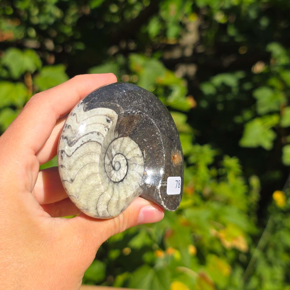 Ammonit - Echtes versteinertes Fossil - 100 Millionen Jahre alt - 8x7 cm - NR. 106