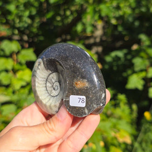 Ammonit - Echtes versteinertes Fossil - 100 Millionen Jahre alt - 8x7 cm - NR. 106