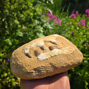 Mosasaurus Kiefer Prognathodon mit originalen Zähnen (Präpariert) – Fossil aus Marokko - 18x13cm - Nr. 78