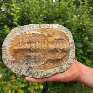 Echter Trilobit Fossil auf Matrix – Naturfund aus Marokko - handpräpariert - 19x15cm - Nr. 79