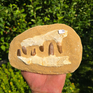 Mosasaurus Kiefer Prognathodon mit originalen Zähnen (Präpariert) – Fossil aus Marokko - 18x12cm - Nr. 79