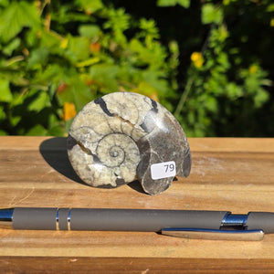 Ammonit - Echtes versteinertes Fossil - 100 Millionen Jahre alt - 7x5 cm - NR. 107