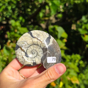 Ammonit - Echtes versteinertes Fossil - 100 Millionen Jahre alt - 7x5 cm - NR. 107
