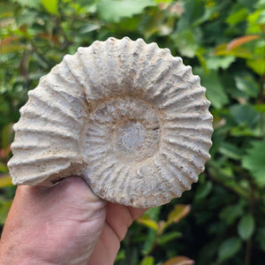 Ammonit - Echtes versteinertes Fossil - 100 Millionen Jahre alt - 12x10x5 cm - NR. 79