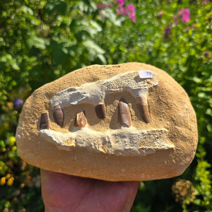 Mosasaurus Kiefer Prognathodon mit originalen Zähnen (Präpariert) – Fossil aus Marokko - 18x12cm - Nr. 79
