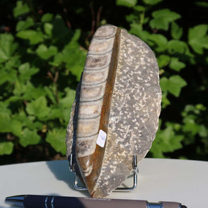 Orthoceras Fossil – 17x8cm geschliffene Platte aus Marokko - Nr. 7