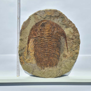 Echter Trilobit Fossil auf Matrix – Naturfund aus Marokko - handpräpariert - 47x42cm - Nr. 7