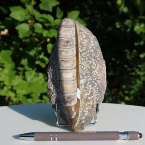 Orthoceras Fossil – 17x8cm geschliffene Platte aus Marokko - Nr. 7