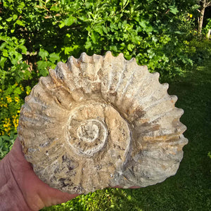 Ammonit - Echtes versteinertes Fossil - 100 Millionen Jahre alt - 17x14x8 cm - NR. 7