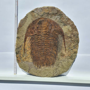 Echter Trilobit Fossil auf Matrix – Naturfund aus Marokko - handpräpariert - 47x42cm - Nr. 7