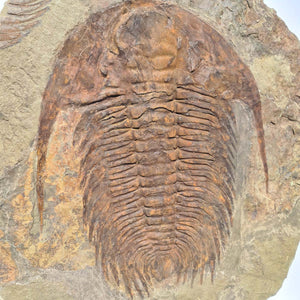 Echter Trilobit Fossil auf Matrix – Naturfund aus Marokko - handpräpariert - 47x42cm - Nr. 7