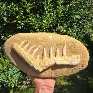 Mosasaurier Kiefer mit originalen Zähnen (Präpariert) – Fossil aus Marokko - 32x16cm - Nr. 7